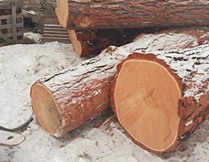 Рубим лес только зимой - в этот период древесина избавляется от лишнего сока и становится максимально твердой.(1)