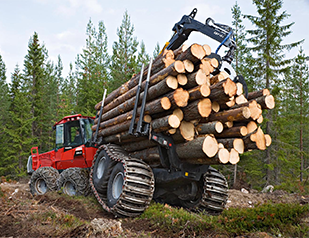 Берем лес только с опушек, из незаболоченной местности. Это важно, поскольку грунт оказывает большое влияние на качество древесины.(2)