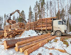 Рубим лес только зимой - в этот период древесина избавляется от лишнего сока и становится максимально твердой.(2)