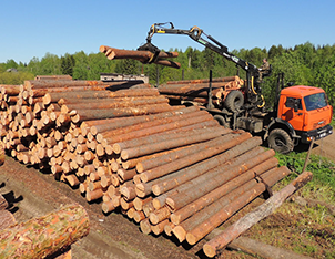Отбор леса и заготовка древесины(2)