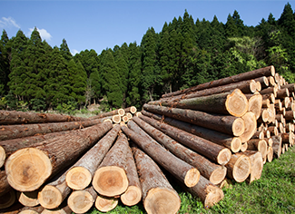Берем лес только с опушек, из незаболоченной местности. Это важно, поскольку грунт оказывает большое влияние на качество древесины.(1)